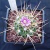 Stenocactus_lamellosus